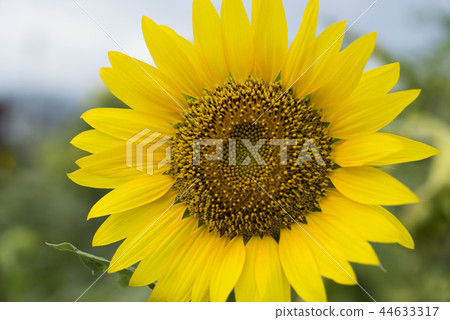 盛開中的向日葵 盛開中的向日葵 44633317
