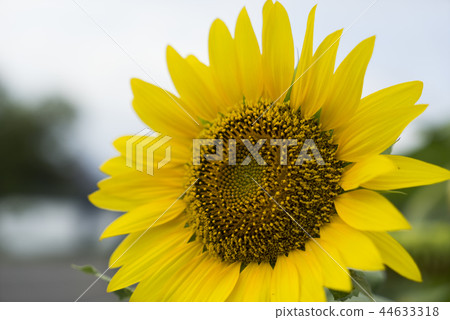 盛開中的向日葵 盛開中的向日葵 44633318