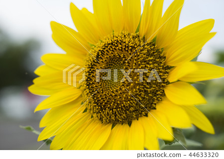盛開中的向日葵 盛開中的向日葵 44633320
