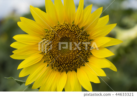 盛開中的向日葵 盛開中的向日葵 44633321