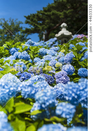 Hydrangea in full bloom 44633330