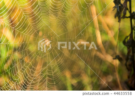 Garden spider or Argiope aurantia in its net Garden spider or Argiope aurantia in its net 44633558