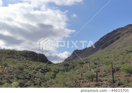 Landscape with cactus of Arizona Benkei Column Saguaro Landscape with cactus of Arizona Benkei Column Saguaro 44633705