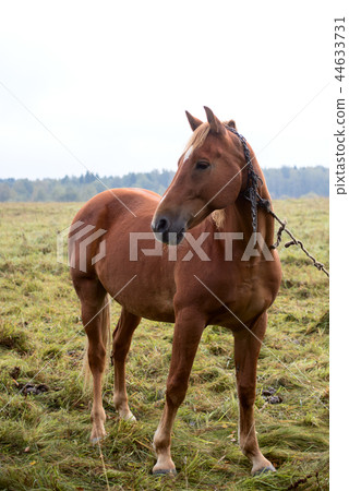 Bay horse on pasture 44633731