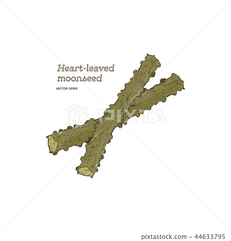 heart leaf moonseed herb , Hand draw vector. 44633795