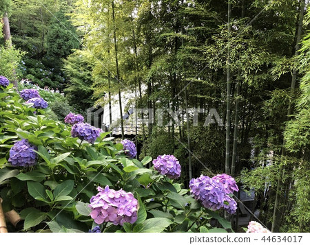 hydrangea   44634017