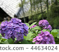 hydrangea   44634024