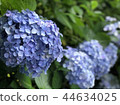 hydrangea   44634025