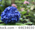 hydrangea   44634030