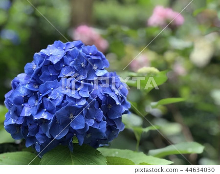 繡球 繡球 44634030