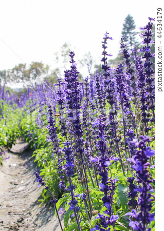 鼠尾草 鼠尾草 44634179