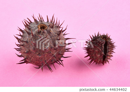 Two chestnuts with thorny peel on pink background 44634402