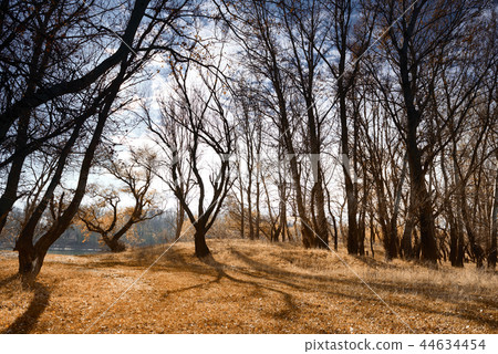 autumn forest, bright beautiful landscape autumn forest, bright beautiful landscape 44634454