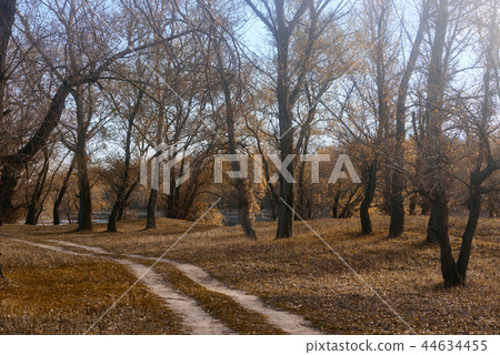 autumn forest, bright beautiful landscape autumn forest, bright beautiful landscape 44634455