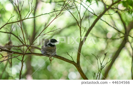 Malaysian Pied Fantail 44634566