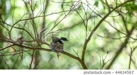 Malaysian Pied Fantail 44634567