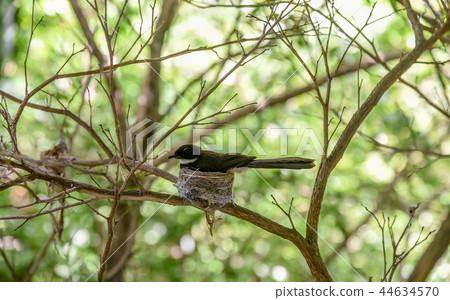Malaysian Pied Fantail 44634570