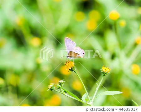 Uranakimi Uranakimi 44635017