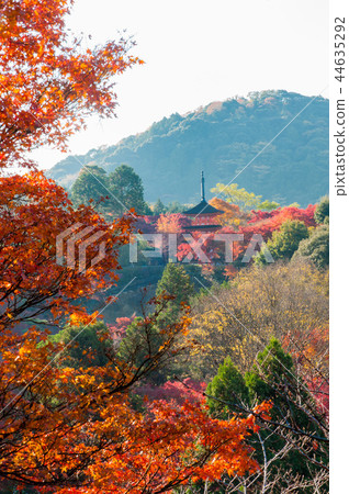 Autumn leaves and Kiyomizu Temple, Shimizu Stage, Kyoto, Japan 44635292
