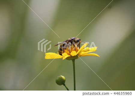 Flowers and bee Flowers and bee 44635960