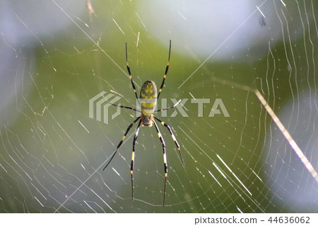 spider  spider 44636062