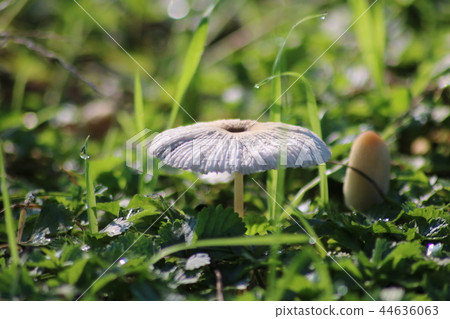 mushroom  44636063