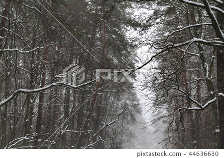 snowy pine forest landscape in the morning 44636630