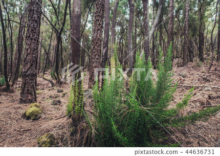 small pine tree branches growing on forest ground  44636731