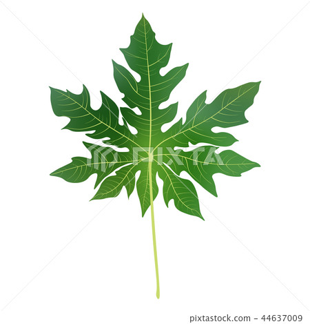 Papaya leaves background for banner, celebratio  44637009