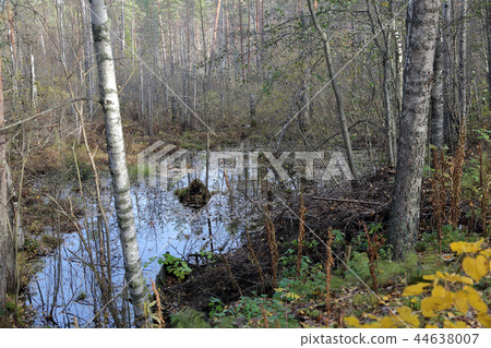 Autumn forest in Karelia, Russia 44638007