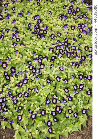 Torenia Torenia 44638080