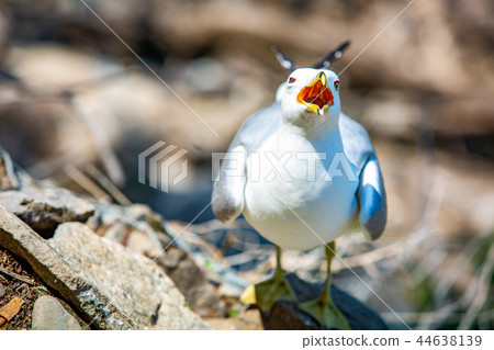 Angry seagull staring at you with open mouth 44638139