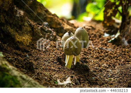 Three cute mushrooms growing in the forest 44638213