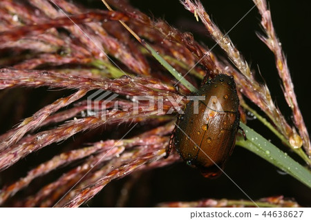 Awesome glass 44638627