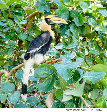 Great Hornbill in Thailan Great Hornbill in Thailan 44638629