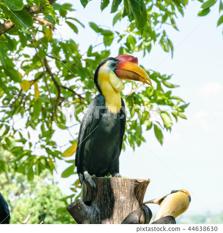 Sunda Wrinkled Hornbill in Thailand Sunda Wrinkled Hornbill in Thailand 44638630