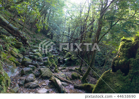 Yakushima Shiratani Unsuikyo 44638690