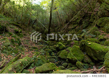 Yakushima Shiratani Unsuikyo 44638691