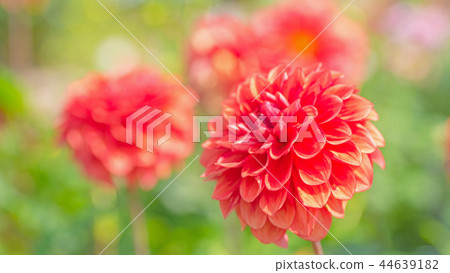 Dahlia 16: 9 44639182