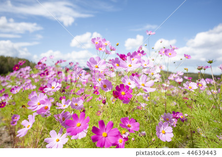 Cosmos (soft tone) Cosmos (soft tone) 44639443