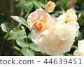 rose, roses, bloom 44639451