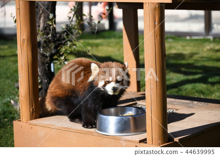 Lesser panda Lesser panda 44639995