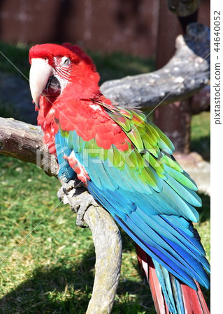 Green-winged Macaw 44640052