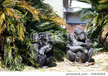 黑猩猩的一天 黑猩猩的一天 44640068