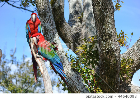 Green-winged Macaw Green-winged Macaw 44640098
