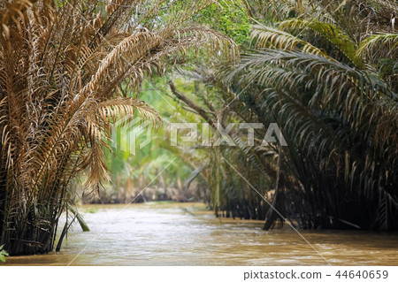 River flowing in the jungle River flowing in the jungle 44640659