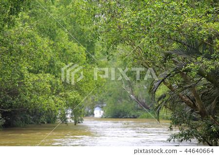 River flowing in the jungle River flowing in the jungle 44640664