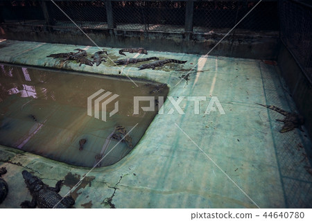 Crocodiles in the zoo during the day 44640780