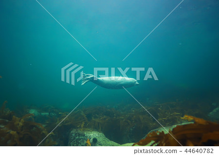 underwater landscape 44640782
