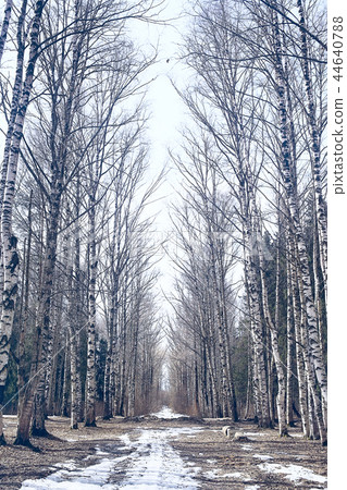 branches covered with snow / background winter trees and bushes without leaves, snowfall, concept of cold weather, frosty climate background 44640788